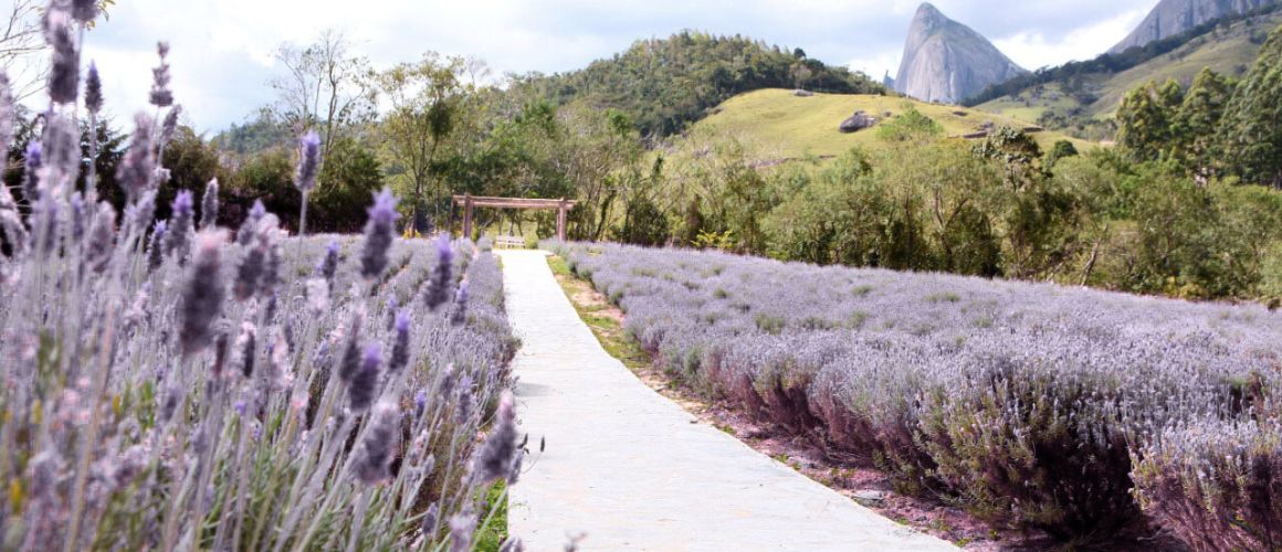 Lavandário nas Montanhas Capixabas